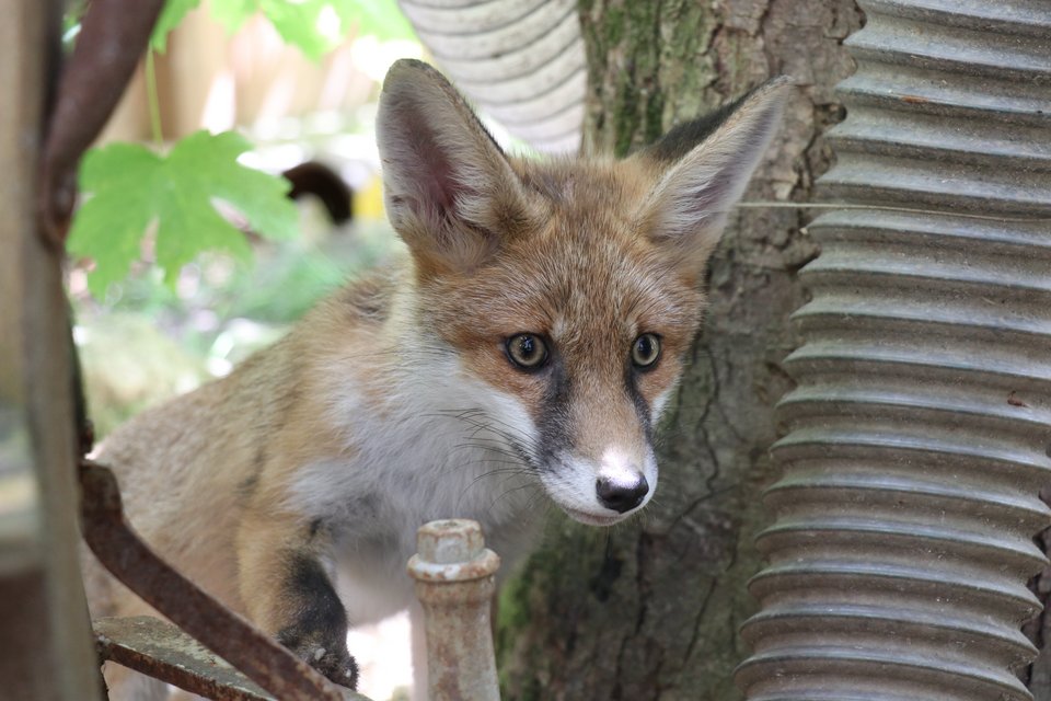 Die Füchse sollen im Sikypark bleiben.