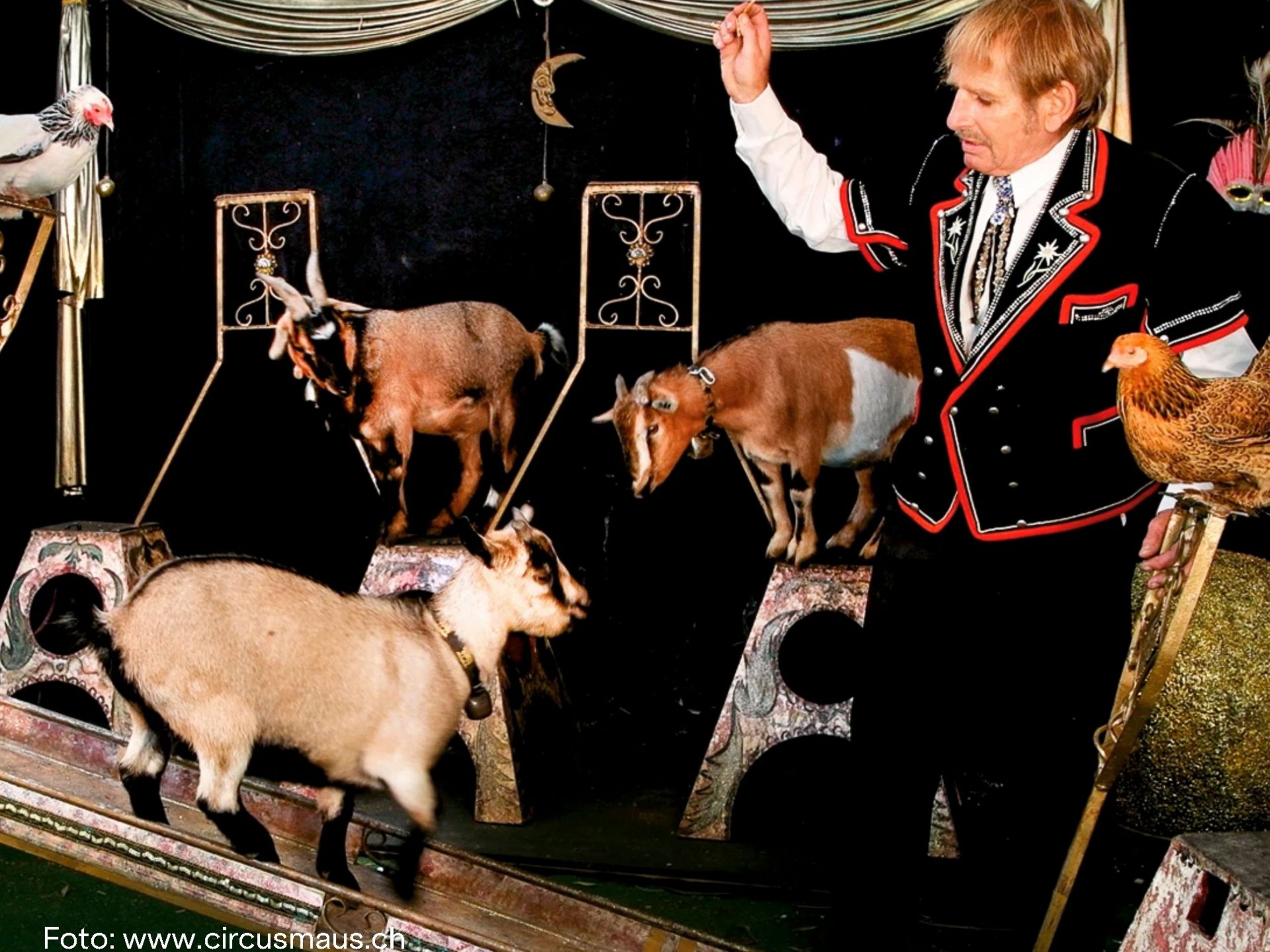 Der Sikypark bietet Hand für Tiere vom Circus Maus