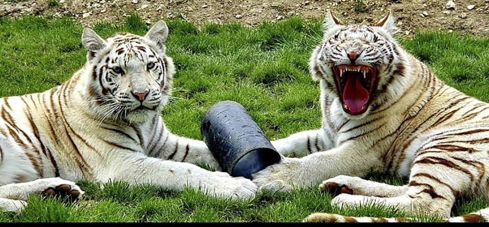 Elsa und Elvira spielen nicht mehr mit und geniessen ihre Ruhe.