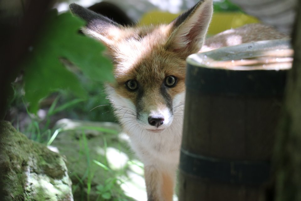 In der Wildtierstation werden zudem gerade ein Wildschweinbaby und zwei Rotfüchse grossgezogen.