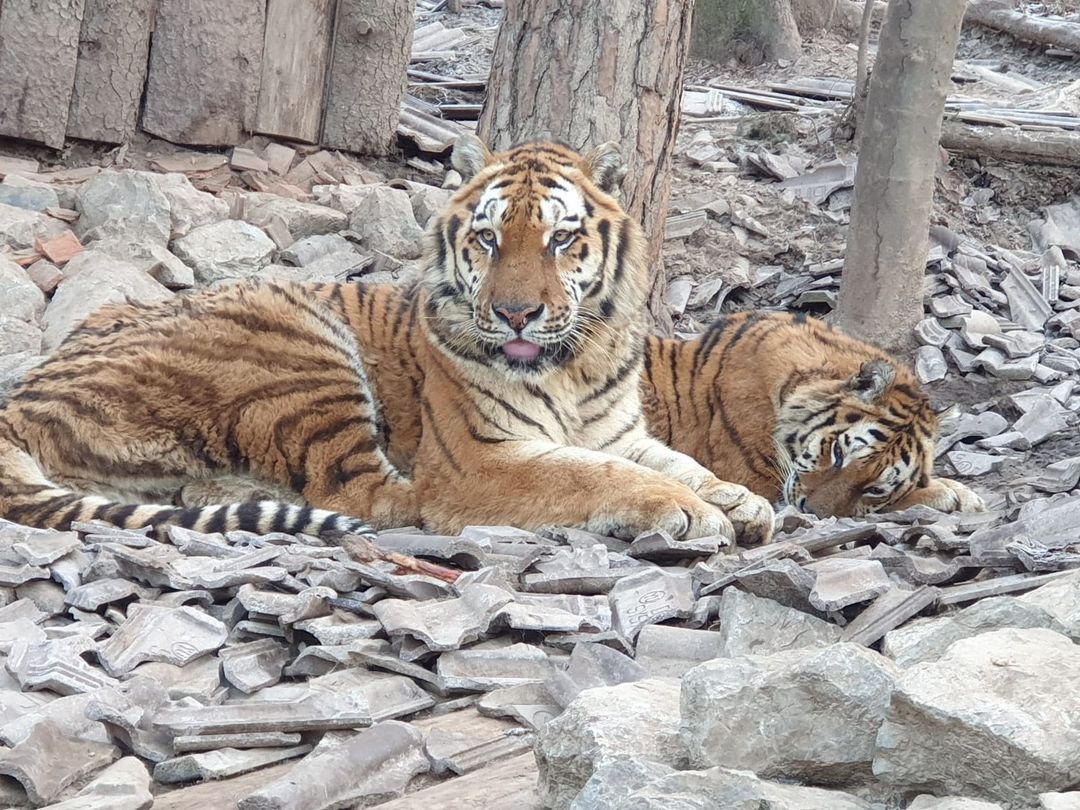 Dachziegel erschwerten den Tigern das Laufen – das waren die Bilder, die den Sikypark aus Slowenien erreichten.