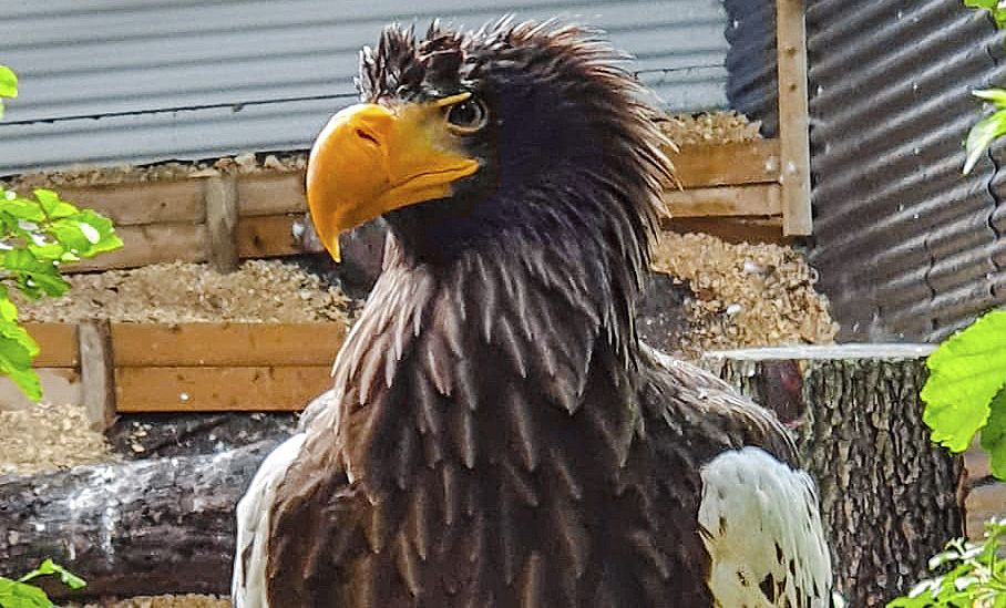 Vitus, ein sieben Kilo schwerer Riesenseeadler, hat sich bereits gut im Sikypark eingelebt.