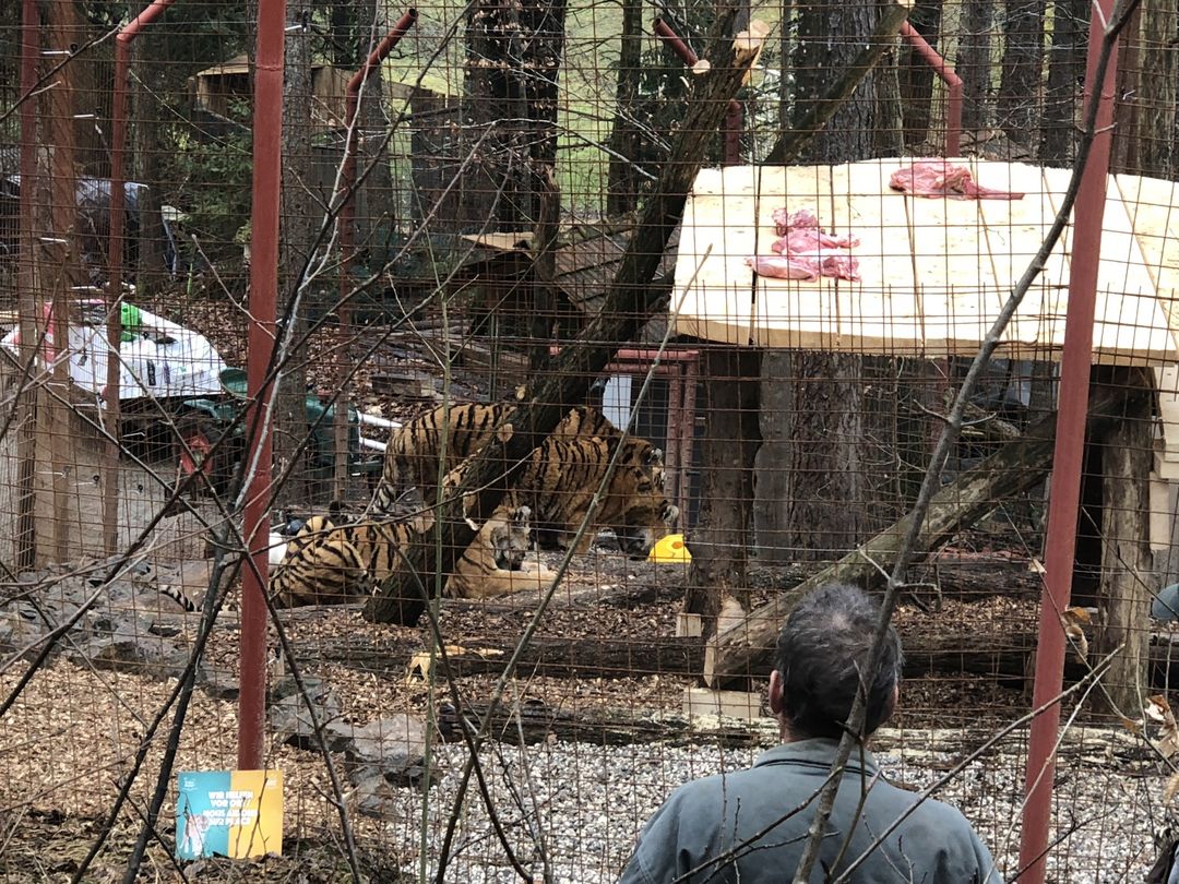 Nach zwei Tagen ist alles fertig: Die drei Tiger entdecken ihr neues altes Zuhause.