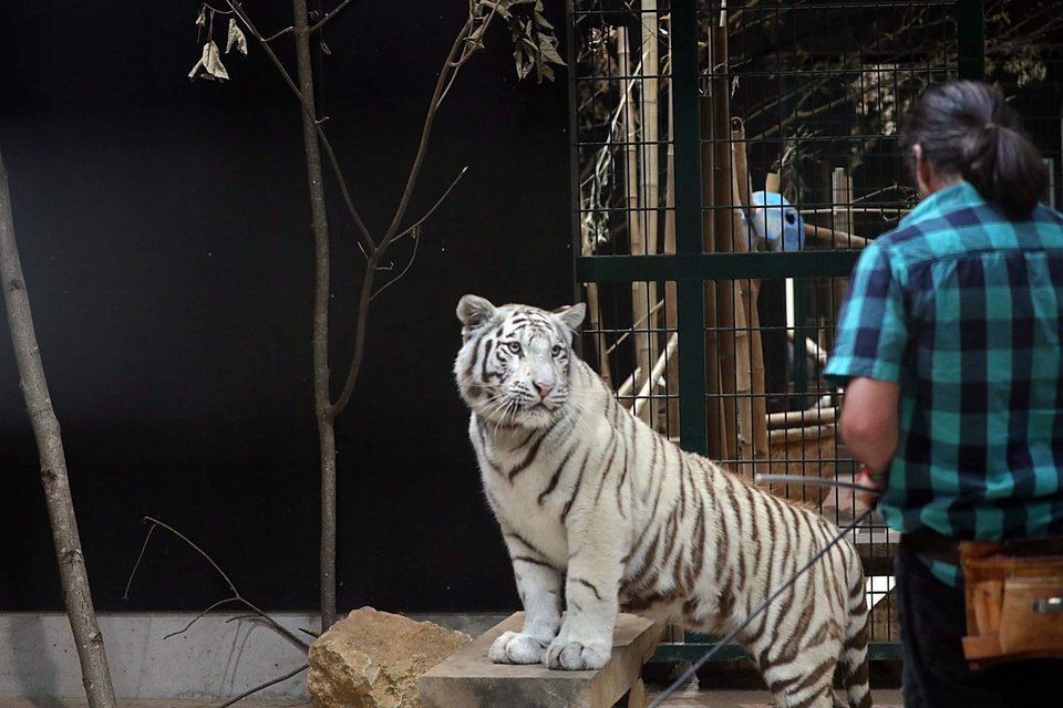 Spass und Vertrauen aufbauen: Das Agility-Training mit Emma ist keine Zirkusshow.