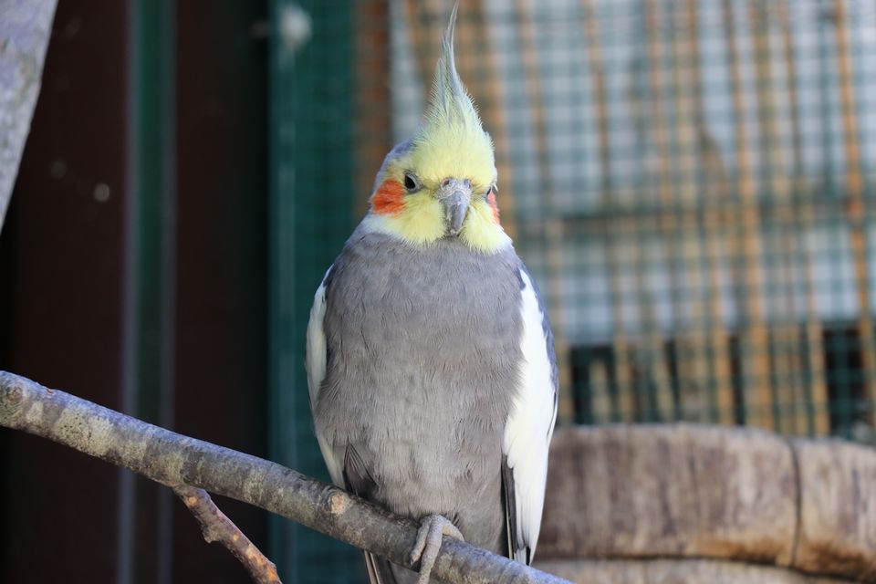 Die rund 20 Vögel – Aras, Sittiche und Rostkappenpapageien – lebten zuerst in der Auffangstation im Sikypark.